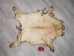Wild Boar Skin: Large: Gallery Item - 577-L-G4532 (Y1LRX)