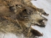 Wild Boar Skin: Large: Gallery Item - 577-L-G4532 (Y1LRX)