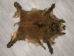 Wild Boar Skin: Large: Gallery Item - 577-L-G4532 (Y1LRX)