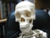 Replica Life-Size Human Skeleton: Gallery Item - 594-10-G01 (Y1LRL)