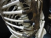 Replica Life-Size Human Skeleton: Gallery Item - 594-10-G01 (Y1LRL)