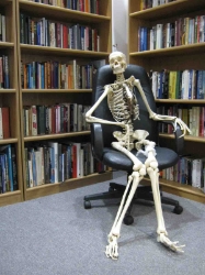 Replica Life-Size Human Skeleton: Gallery Item 