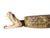 1" Real Rattlesnake Hat Band with Rattle and 2 Heads (Open Mouths): Gallery Item - 598-HB214-G6465 (Y2L)