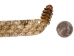 1" Real Rattlesnake Hat Band with Rattle and 2 Heads (Open Mouths): Gallery Item - 598-HB214-G6465 (Y2L)