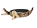 1" Real Rattlesnake Hat Band with Rattle and 2 Heads (Open Mouths): Gallery Item - 598-HB214-G6465 (Y2L)
