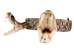 1" Real Rattlesnake Hat Band with Rattle and 2 Heads (Open Mouths): Gallery Item - 598-HB214-G6466 (Y2L)