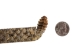 1" Real Rattlesnake Hat Band with Rattle and 2 Heads (Open Mouths): Gallery Item - 598-HB214-G6466 (Y2L)