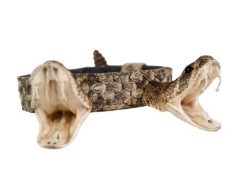 1" Real Rattlesnake Hat Band with Rattle and 2 Heads (Open Mouths): Gallery Item rattlesnake hatbands