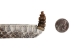 1" Real Rattlesnake Hat Band with Rattle and 3 Heads (Open Mouths): Gallery Item - 598-HB217-G6464 (Y2L)