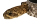 1" Real Rattlesnake Hat Band with Rattle and 3 Heads (Closed Mouths): Gallery Item - 598-HB217C-G6500 (Y2L)
