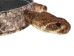 1" Real Rattlesnake Hat Band with Rattle and 3 Heads (Closed Mouths): Gallery Item - 598-HB217C-G6500 (Y2L)