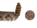 1" Real Rattlesnake Hat Band with Rattle and 3 Heads (Closed Mouths): Gallery Item - 598-HB217C-G6500 (Y2L)
