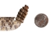 1" Real Rattlesnake Hat Band with Rattle and 5 Heads (Open Mouths): Gallery Item - 598-HB218-G6462 (Y2LRE)