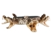 1" Real Rattlesnake Hat Band with Rattle and 5 Heads (Open Mouths): Gallery Item - 598-HB218-G6462 (Y2LRE)