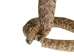 Mounted Real Texas Western Diamondback Rattlesnake Striker: 30.25": Gallery Item - 598-M102C-G4115 (Y2LRG)