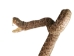 Mounted Real Texas Western Diamondback Rattlesnake Striker: 30.25": Gallery Item - 598-M102C-G4115 (Y2LRG)