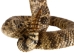 Two-Headed Mounted Real Texas Western Diamondback Rattlesnake Striker: 39": Gallery Item - 598-M102H2-G7920 (Y2LRG)