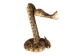 Two-Headed Mounted Real Texas Western Diamondback Rattlesnake Striker: 39": Gallery Item - 598-M102H2-G7920 (Y2LRG)