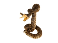 Two-Headed Mounted Real Texas Western Diamondback Rattlesnake Striker: 39": Gallery Item 