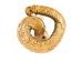 Two-Headed Mounted Real Texas Western Diamondback Rattlesnake Striker: 31": Gallery Item - 598-M102H2-G7921 (Y2LRG)
