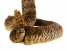 Two-Headed Mounted Real Texas Western Diamondback Rattlesnake Striker: 31": Gallery Item - 598-M102H2-G7921 (Y2LRG)