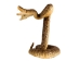 Two-Headed Mounted Real Texas Western Diamondback Rattlesnake Striker: 31": Gallery Item - 598-M102H2-G7921 (Y2LRG)