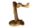 Two-Headed Mounted Real Texas Western Diamondback Rattlesnake Striker: 31": Gallery Item - 598-M102H2-G7921 (Y2LRG)