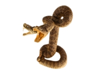 Two-Headed Mounted Real Texas Western Diamondback Rattlesnake Striker: 31": Gallery Item 