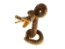 Two-Headed Mounted Real Texas Western Diamondback Rattlesnake Striker: 31": Gallery Item - 598-M102H2-G7921 (Y2LRG)