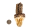 Real Eastern Diamondback Rattlesnake Head: Jumbo: Gallery Item - 598-P517JE-G6660 (Y2LRA)
