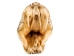 Real Eastern Diamondback Rattlesnake Head: Jumbo: Gallery Item - 598-P517JE-G6660 (Y2LRA)