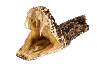 Real Eastern Diamondback Rattlesnake Head: Jumbo: Gallery Item 