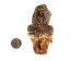 Real Eastern Diamondback Rattlesnake Head: Jumbo: Gallery Item - 598-P517JE-G6661 (Y2LRA)