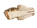 Real Eastern Diamondback Rattlesnake Head: Jumbo: Gallery Item - 598-P517JE-G6661 (Y2LRA)