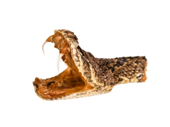 Real Eastern Diamondback Rattlesnake Head: Jumbo: Gallery Item 