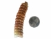 Trophy Grade Real Rattlesnake Rattle: #1: Gallery Item - 598-R1-G4451 (C4C)