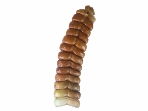 Trophy Grade Real Rattlesnake Rattle: #1: Gallery Item 