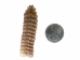 Trophy Grade Real Rattlesnake Rattle: #1: Gallery Item - 598-R1-G4452 (C4C)
