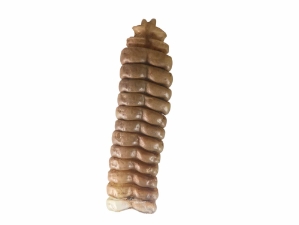 Trophy Grade Real Rattlesnake Rattle: #1: Gallery Item 