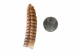 Trophy Grade Real Rattlesnake Rattle: #1: Gallery Item - 598-R1-G4453 (C4C)