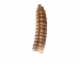 Trophy Grade Real Rattlesnake Rattle: #1: Gallery Item - 598-R1-G4453 (C4C)