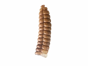 Trophy Grade Real Rattlesnake Rattle: #1: Gallery Item 