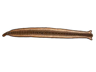 Rattlesnake Skin with Rattle and Head on Felt: 54.75": Gallery Item 