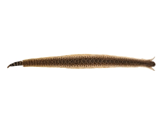 Rattlesnake Skin with Rattle and Head: 49.75": Gallery Item 