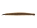 Rattlesnake Skin with Rattle and Head: 49.75": Gallery Item - 598-SKT-G6552 (Y2L)
