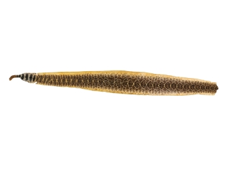 Rattlesnake Skin with Rattle: 54" including rattle: Gallery Item 