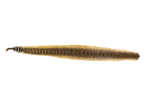 Rattlesnake Skin with Rattle: 54" including rattle: Gallery Item 