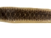 Rattlesnake Skin with Rattle: 53.5" including rattle: Gallery Item - 598-SKT-G6967 (Y2LRG)