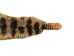 Rattlesnake Skin with Rattle: 53.5" including rattle: Gallery Item - 598-SKT-G6967 (Y2LRG)