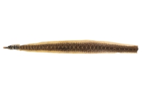 Rattlesnake Skin with Rattle: 53.5" including rattle: Gallery Item 
